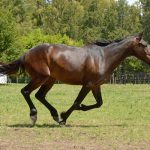 競馬の予想の仕方について七騎の会が解説